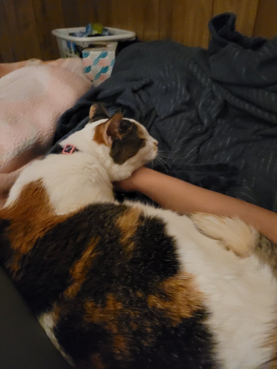 LocalVegetaHoe's tweet photo. Hello, as some of you may know, my cat Cumin has come down with an unknown illness that has been preventing her from walking.

I spent all the money I had on a vet already and it's recommended that I take her to a hospital.

Likes and RTs will help. Thnx.

https://t.co/YT5HCgp2nY https://t.co/QsRkBKVsiM