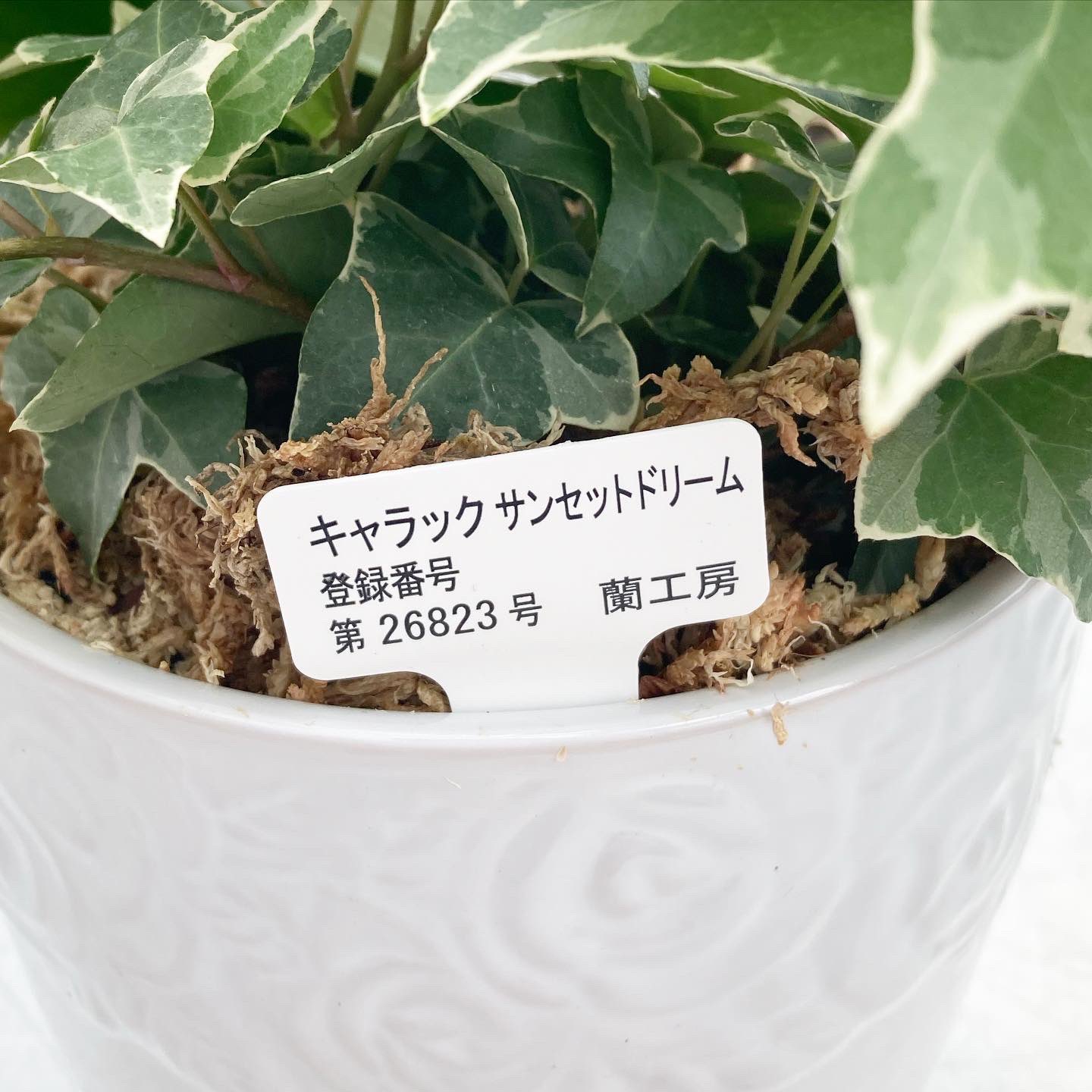 胡蝶蘭専門農園 Iファーマーらんぼ こちらは現在2本立ち観葉寄せで販売中の サンセットドリーム オレンジ系ストライプという 比較的珍しい色味 さらに咲き進むと花色はサーモンピンク系に変化してくるという 飽きさせないお花です 当社が国に品種