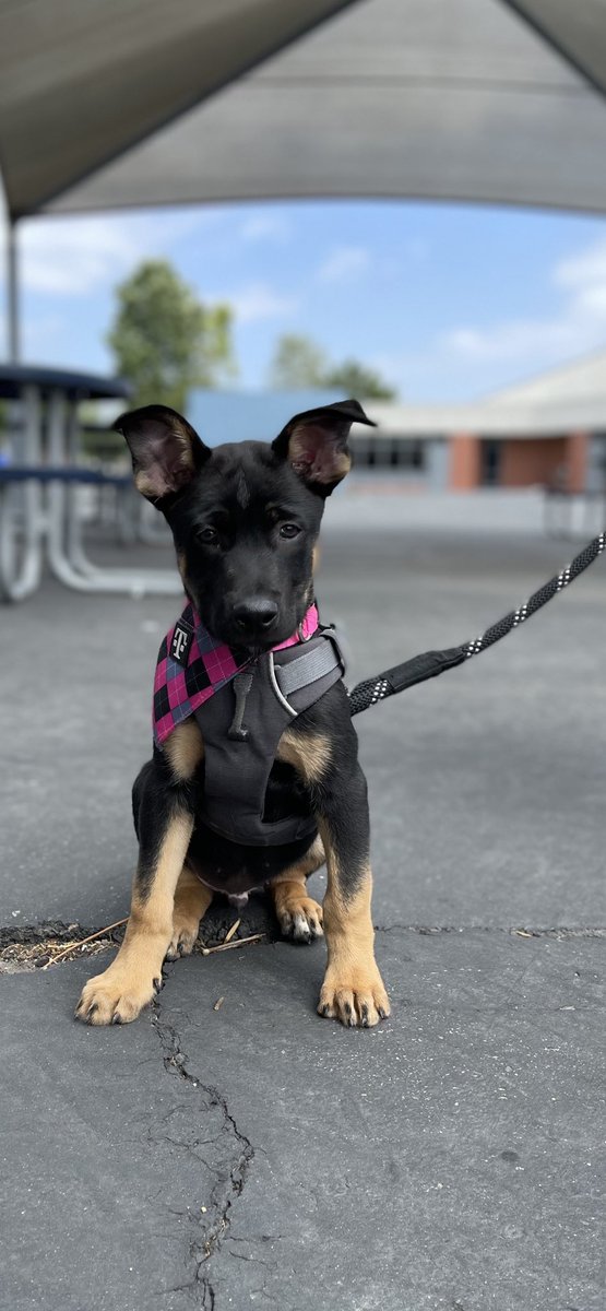 Idk about you, but I think Kane should be Tmobile’s Sponsored Mascot 😆🐶💕 <a href="/JonFreier/">Jon Freier</a> #Kane #BelgianMalinois