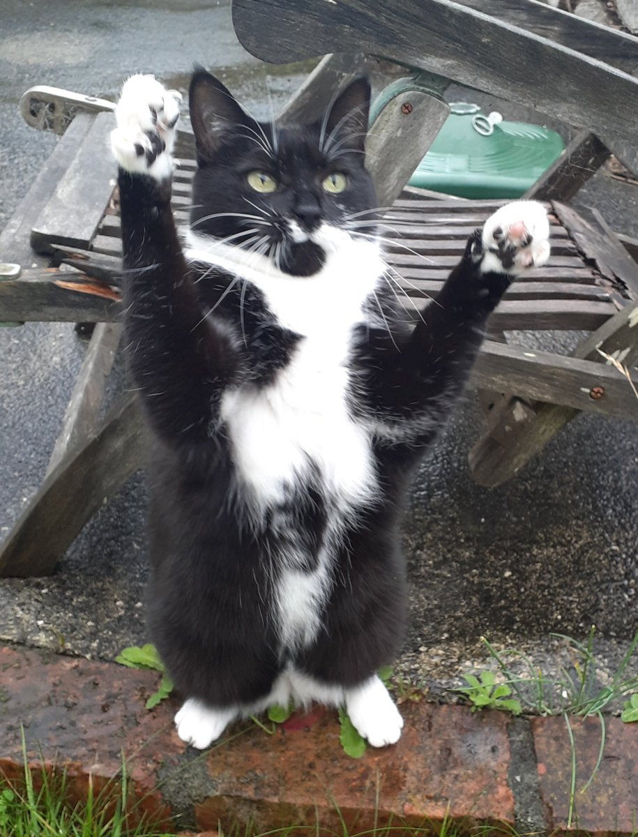 cat_yawns 𓃠 tweet media