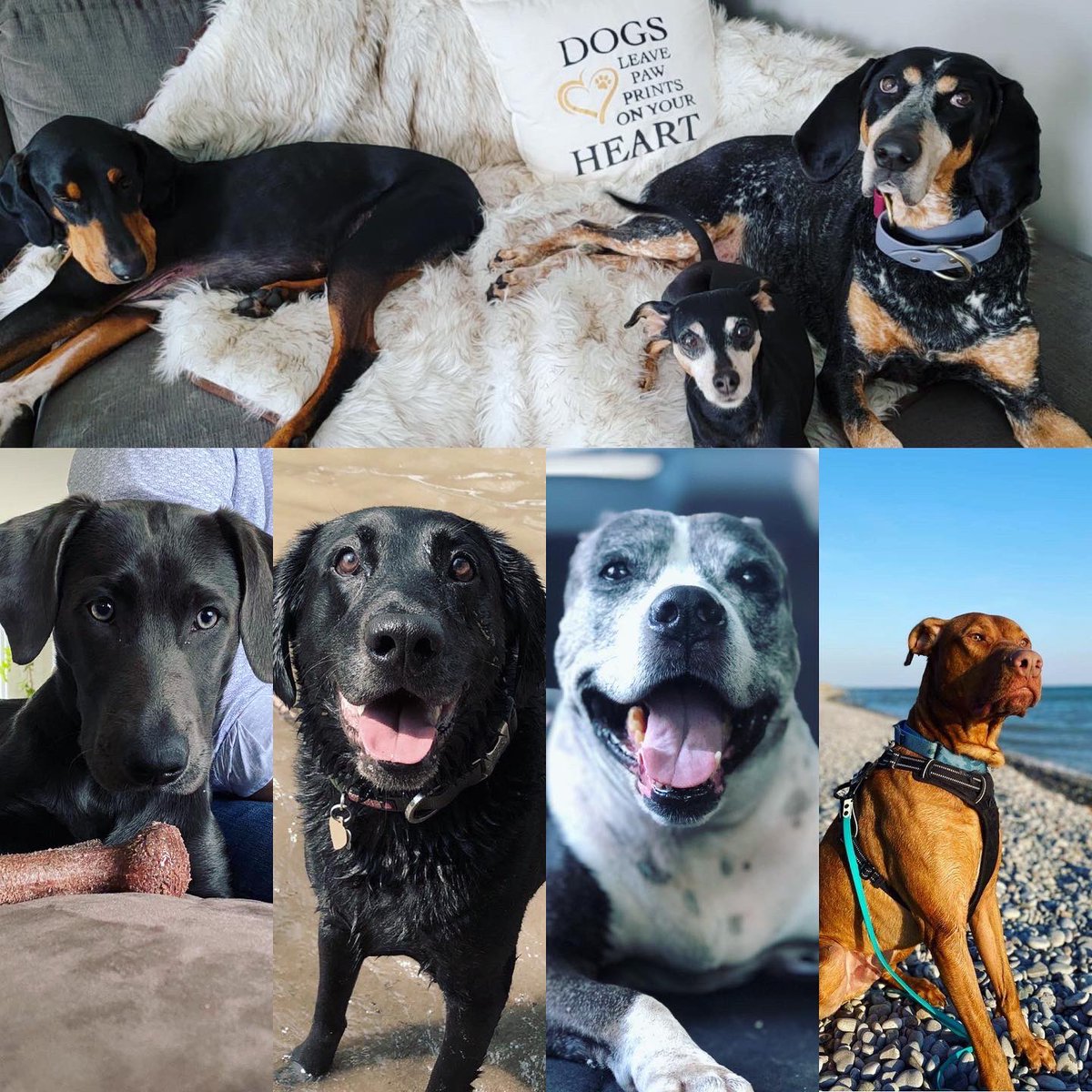 lisashadesTO's tweet photo. Dog Jog for #SpringOfCMTR! These seven sweeties are my doggie nieces and nephews and I miss them SO MUCH! I ran today in honour of them and their pawfect pet parents! 🐶🐶🐶🐶🐶🐶🐶🌟💯❤️🥰 @CoastMtnTrail https://t.co/XfUStIuYG6