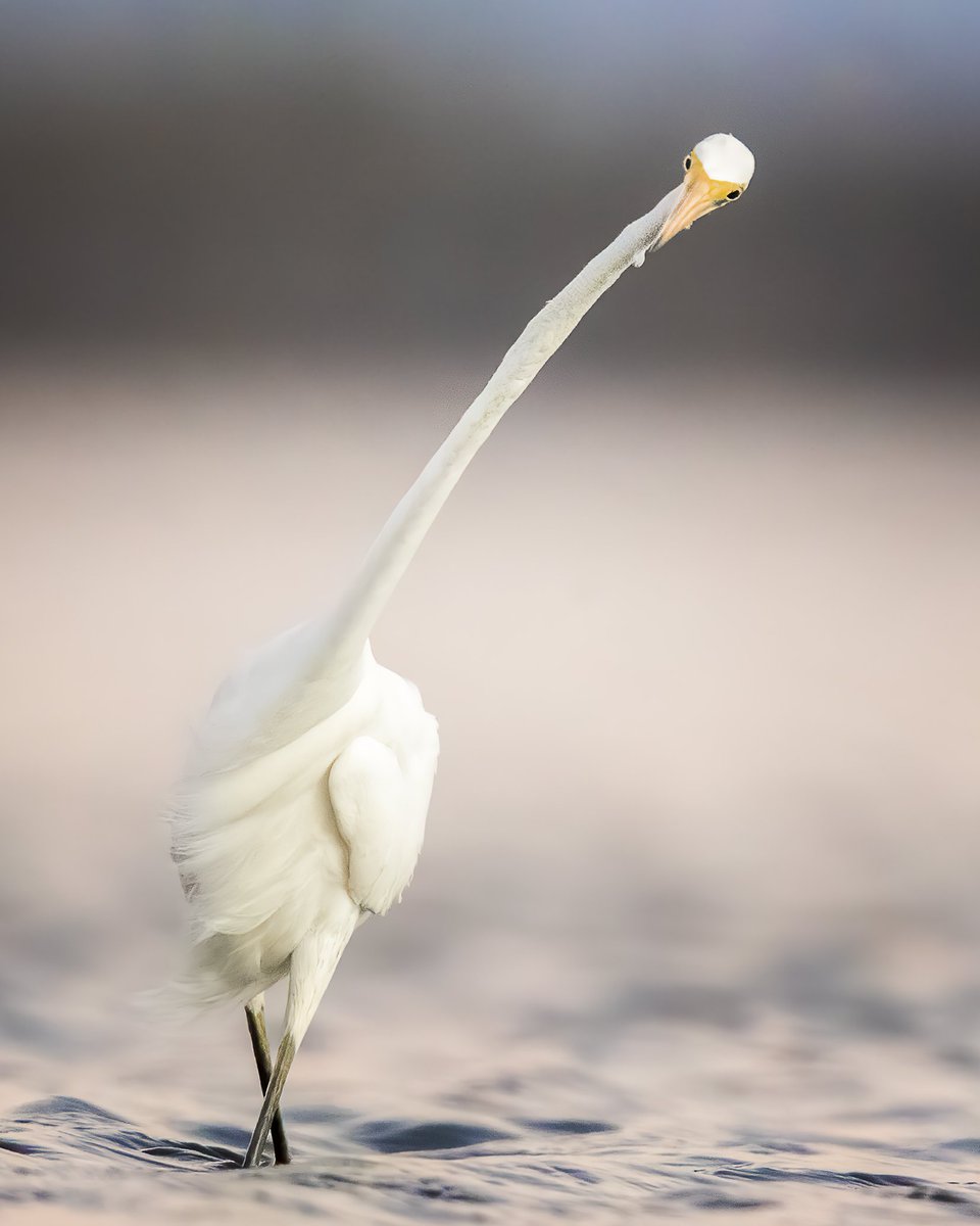 GeorginaSteytl1's tweet photo. Happy Bird Day! This is a great egret in a very strong wind 🤣 https://t.co/8I6S057R8F