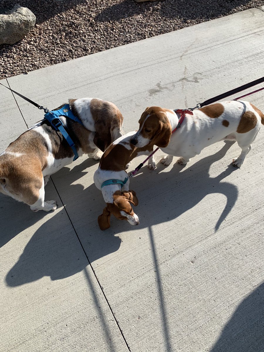 BrewskiSlug's tweet photo. Met up with my basset friend Wrigley and her new baby sister Nacho.   #Bassethound #dogsoftwitter https://t.co/XzAYKRB95G