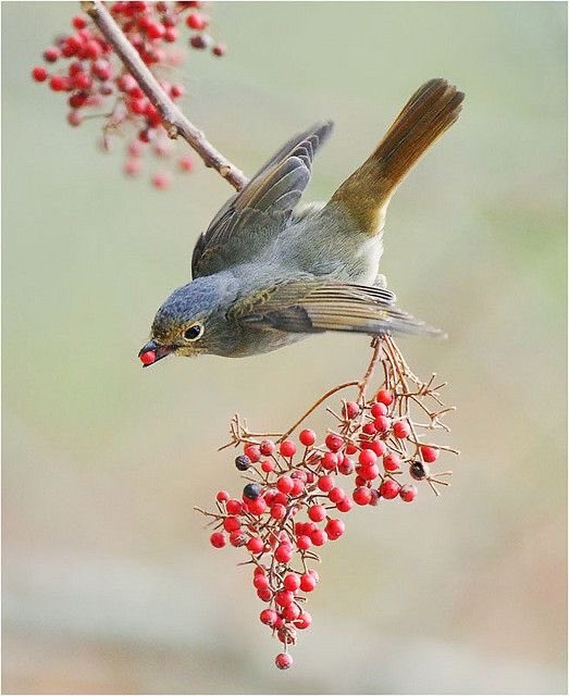 mikael_jibril's tweet photo. If you are fasting this month, learn to use twitter like a bird — Come, land, pick a berry, leave. 

Take what is useful and fly away quickly before you are distracted or engaged in draining discussion. https://t.co/v89YS5zQkH