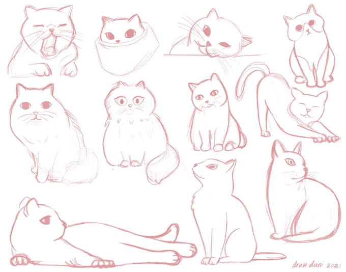 Cat studies. ✨ 