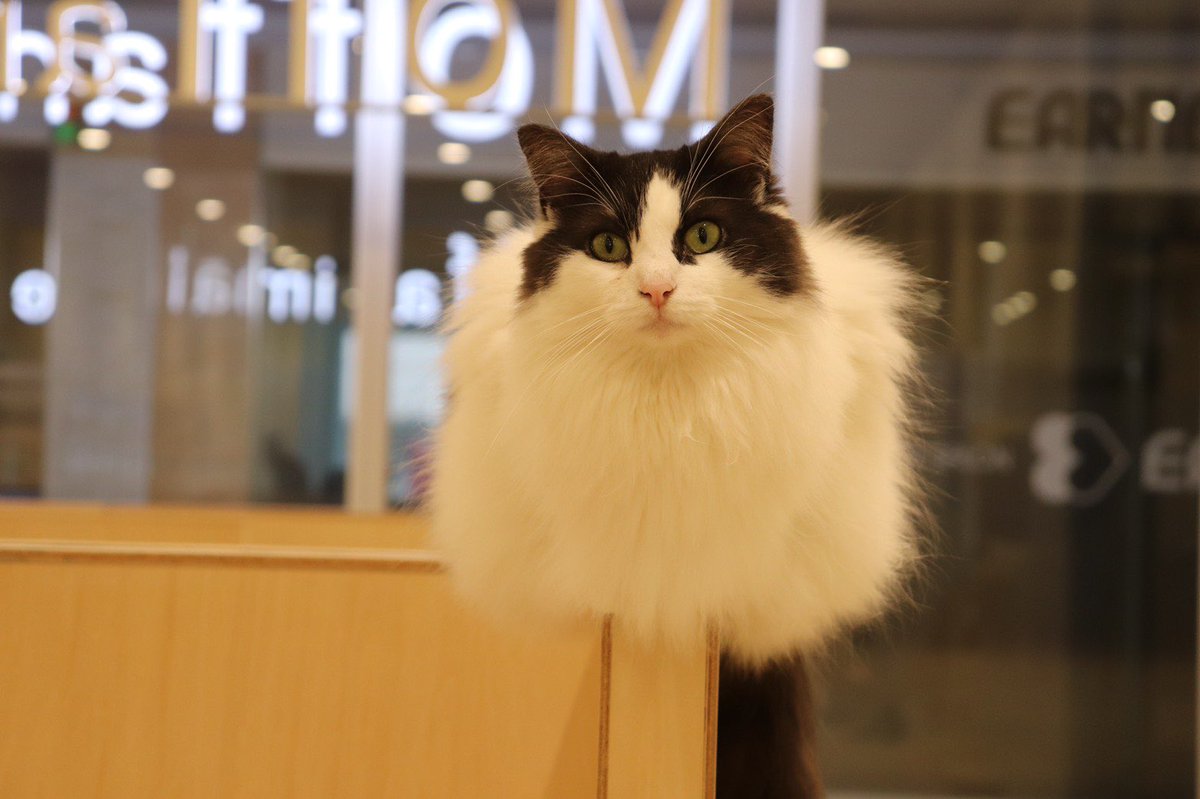 Moff Animal Cafe イオンモール成田店 Moff Narita Twitter