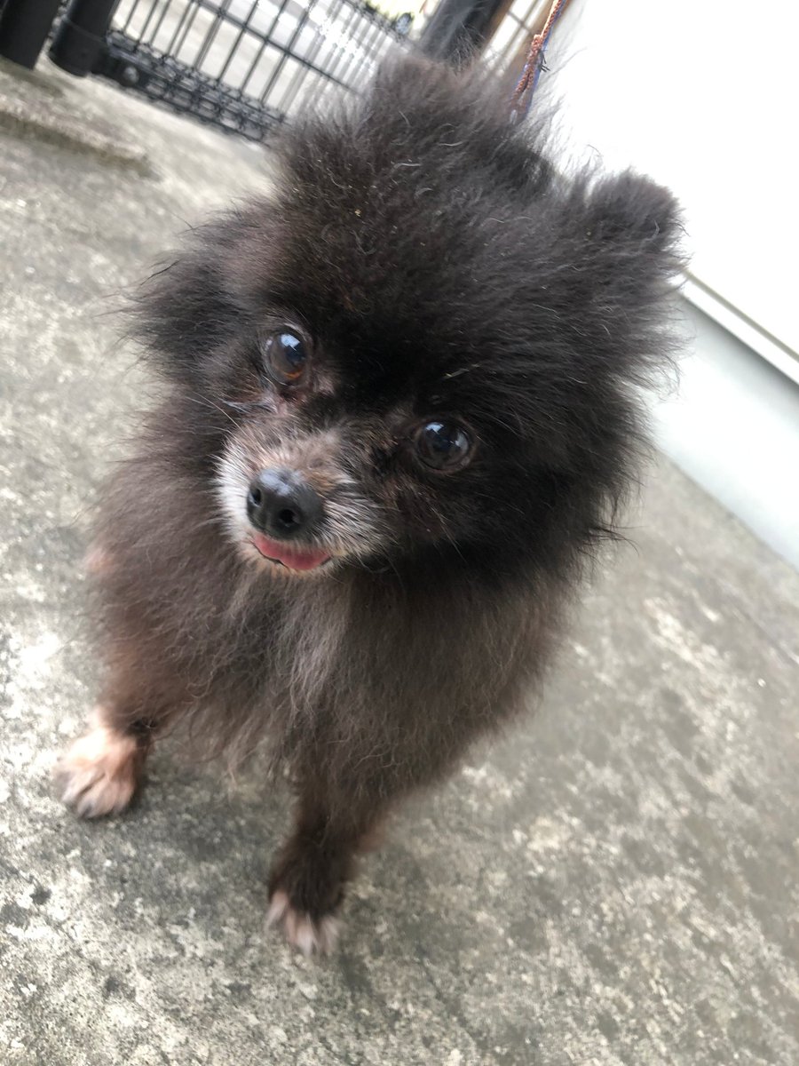 Japanesemichael Jackson V Twitter 鹿児島県出水保健所 迷子犬 性別 女 年齢推定 老犬 犬種 ポメラニアン又はミックス 体格 小 毛色 黒茶 保護月日場所 4 11 出水市野田町上名 首輪なし 迷子犬 鹿児島県 出水市 野田町 ポメラニアン犬 ミックス犬