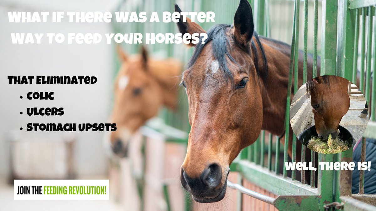 FodderGroup's tweet photo. What if there was a better way to feed your performance horse to keep it healthier and performing better than ever before? 

Learn about why fresh fodder is taking the world by storm here -https://t.co/huwoPjjmh5 

#equine #horses #equestrian #racehorses #entrepreneur https://t.co/GE7f3RDtN6
