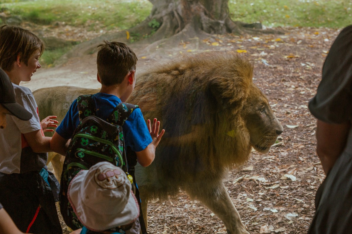 aucklandzoo's tweet photo. This morning we made the extremely tough but kindest call to euthanise our elderly male lions Zulu and Malik – a decision based on their age-related health. Read more - https://t.co/JkDHxjh6us. https://t.co/pJVy3bzySa