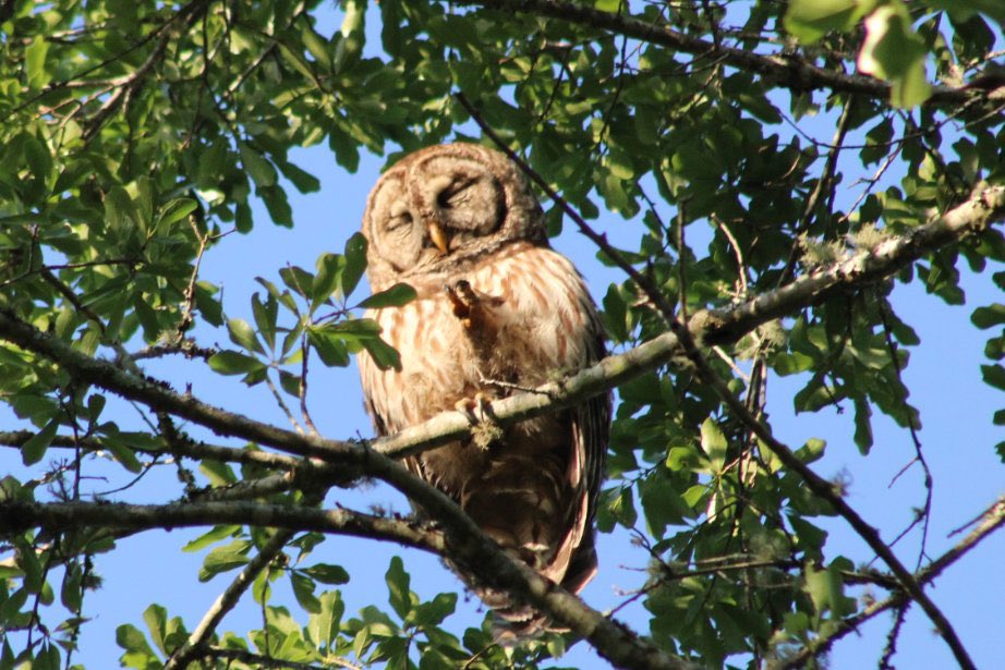 DonnaWells08's tweet photo. A beautiful backyard visitor this afternoon. I enjoyed watching the grooming. #barredowl #owl #nature @EdPiotrowski @spann @justinkieferwx @RyanMichaelsWX @smithwjhg @Whitleyweather #Chipley #backyardshow #NaturePhotography https://t.co/9YHy6WfoBx
