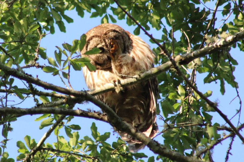 DonnaWells08's tweet photo. A beautiful backyard visitor this afternoon. I enjoyed watching the grooming. #barredowl #owl #nature @EdPiotrowski @spann @justinkieferwx @RyanMichaelsWX @smithwjhg @Whitleyweather #Chipley #backyardshow #NaturePhotography https://t.co/9YHy6WfoBx