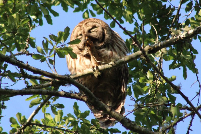 DonnaWells08's tweet photo. A beautiful backyard visitor this afternoon. I enjoyed watching the grooming. #barredowl #owl #nature @EdPiotrowski @spann @justinkieferwx @RyanMichaelsWX @smithwjhg @Whitleyweather #Chipley #backyardshow #NaturePhotography https://t.co/9YHy6WfoBx