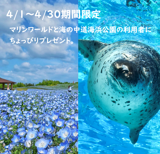 海の中道海浜公園 Uminakapark Twitter 海の中道海浜公園 Uminakapark Twitter