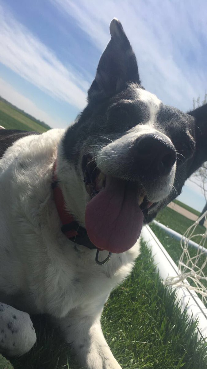 HeardByABrtndr's tweet photo. I’m not one to ask for prayers, but my Betty doesn’t seem to be doing well... she’s been my best friend for 14 years so I’ll take what I can get https://t.co/v2LtFbyJcX