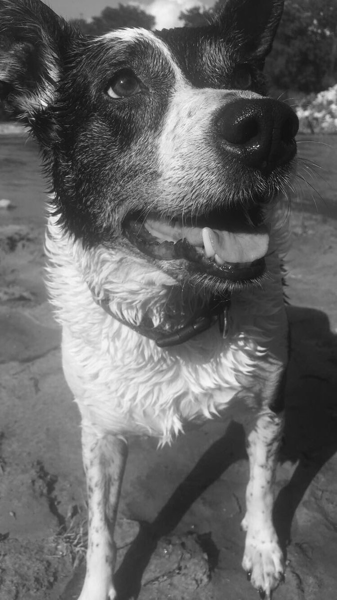 HeardByABrtndr's tweet photo. I’m not one to ask for prayers, but my Betty doesn’t seem to be doing well... she’s been my best friend for 14 years so I’ll take what I can get https://t.co/v2LtFbyJcX