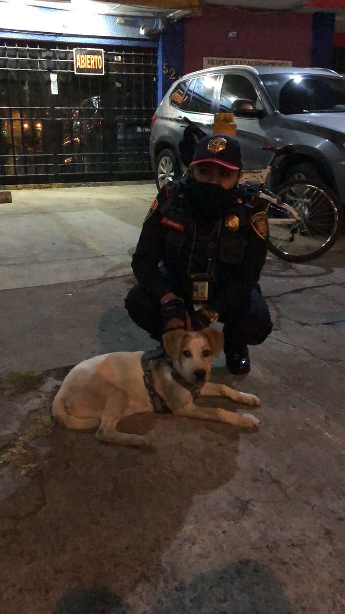 Urge localizar al dueño del perro que salió corriendo por Amores <a href="/En_laDelValle/">En la Del Valle</a> <a href="/Narvarte_/">Narvarte</a> <a href="/BJAlcaldia/">Alcaldía de Benito Juárez</a>