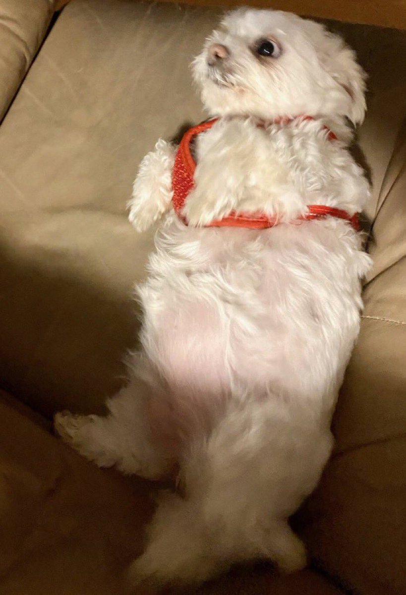 Buzzyisbusy's tweet photo. @smiletwts you mean MY dog https://t.co/PGtJz5fmZj