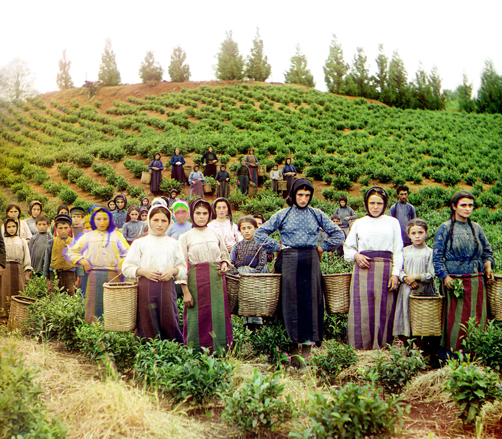 "Group of workers harvesting tea. Greek women."