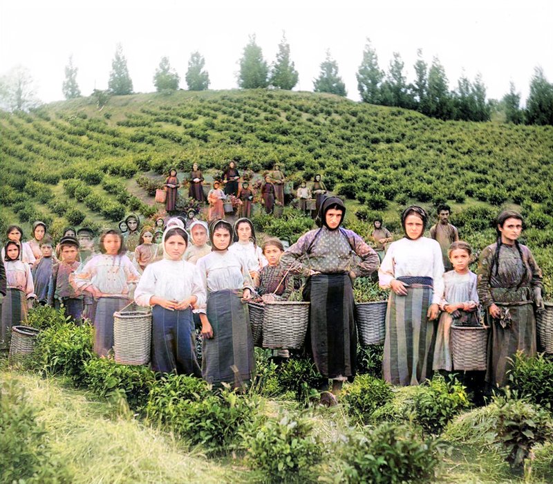 "Group of workers harvesting tea. Greek women."