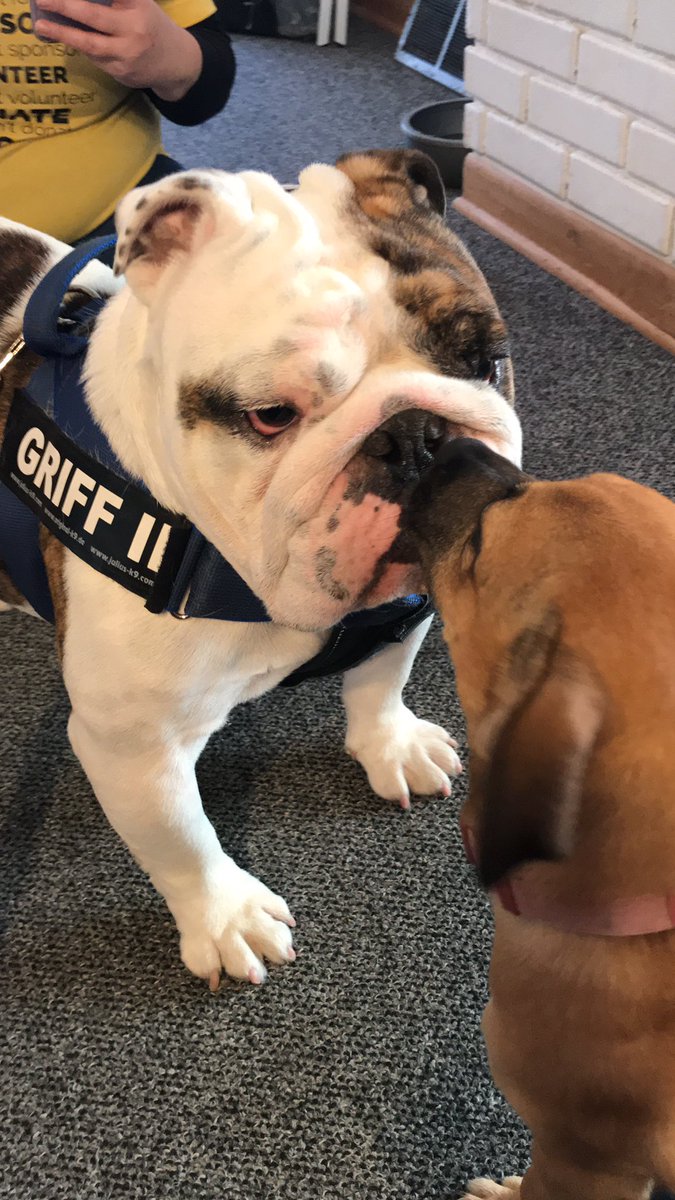DrakeUGriff's tweet photo. I said I love you too, Charlie. 🤨 #GriffIIForRescue #GriffsKONGGiveaway #DSMHometownDog @DrakeUniversity https://t.co/L2tVYdnS7F