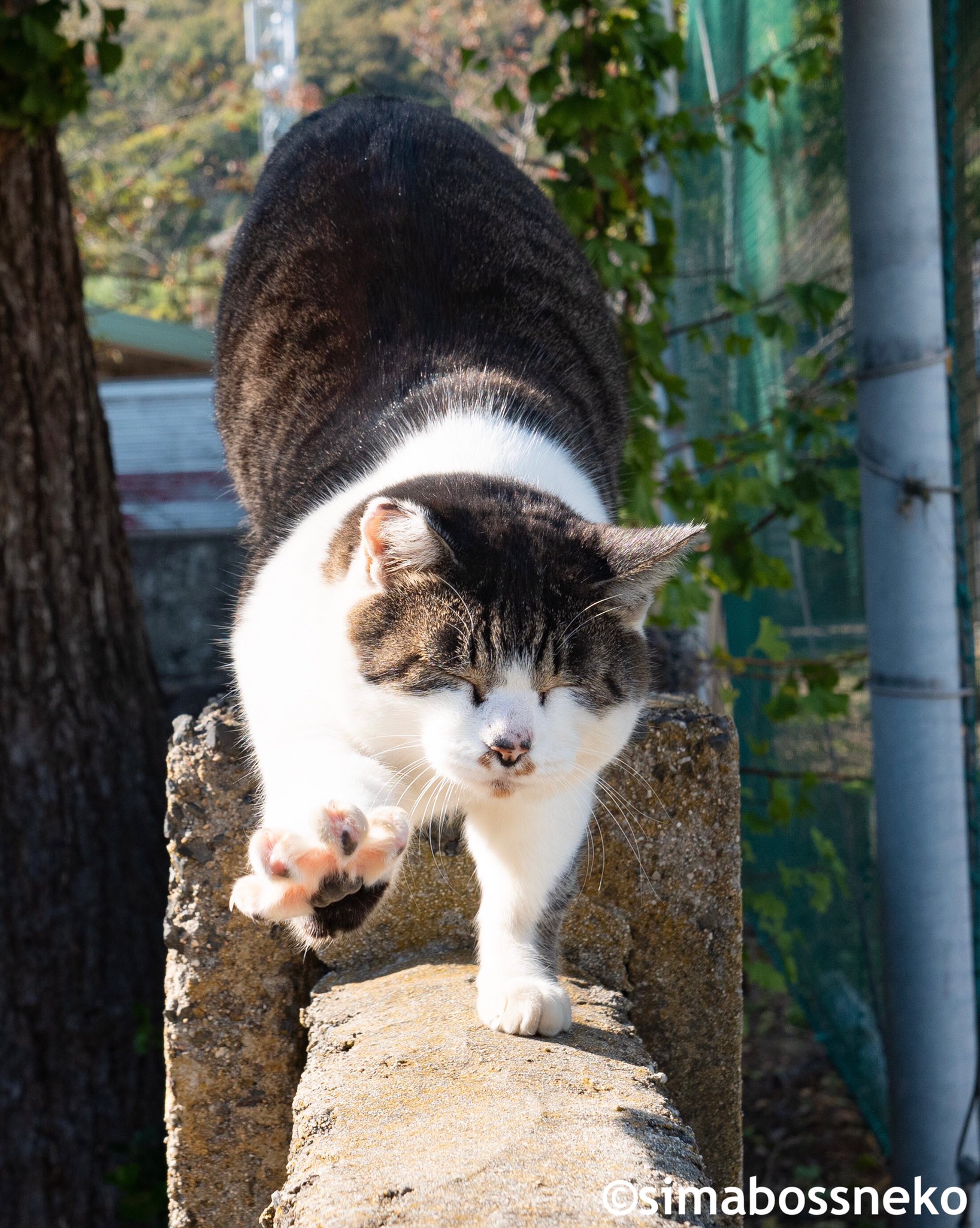 تويتر Simabossneko على تويتر んん いい気持ち Let S Do Stretch 伸び ストレッチ 猫 猫写真 T Co 0qn4julb8y