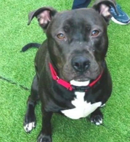 NMBewitched's tweet photo. 💔💔💔Sherlock💔💔💔
NYCACC #97542
4/16 Noon💉
Returned by #Foster Again
Grave Danger
Smart Boy & Respectful
Kept in a Crate😱
High Energy
Gorgeous🤩
Needs Exercise Lose Covid 20lbs
Puzzles Walks Exercise & ❤
Eager to Please & Treat Motivated
#Pledge & #Share
#Foster 4 #Rescue https://t.co/OpBssupXb5