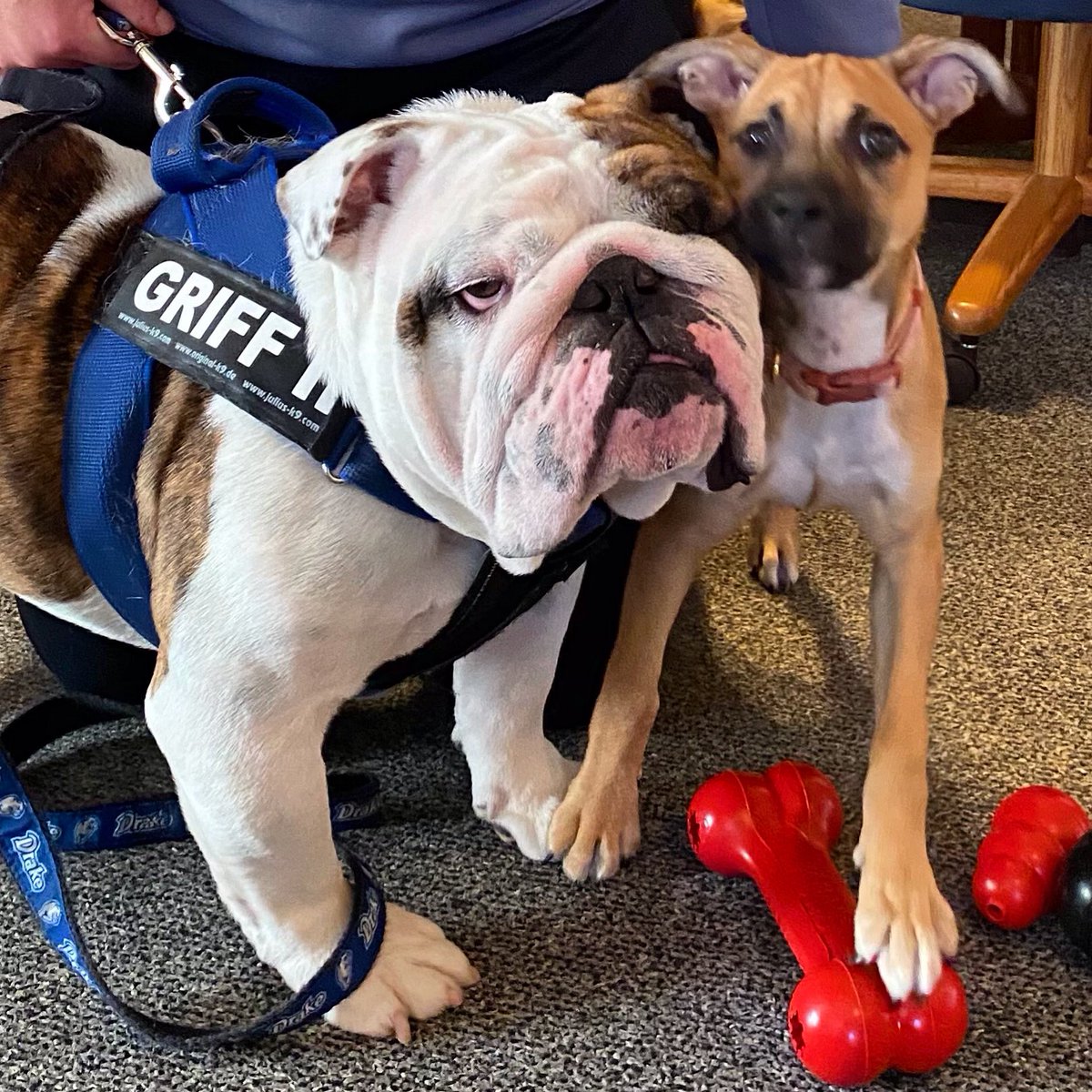 DrakeUGriff's tweet photo. I love you, Charlie. Thanks for the enthusiastic welcome and tussle. Enjoy your new KONGs, my friend! 💙 #GriffIIForRescue #GriffsKONGGiveaway #DSMHometownDog @DrakeUniversity https://t.co/FS4H8IGsp4