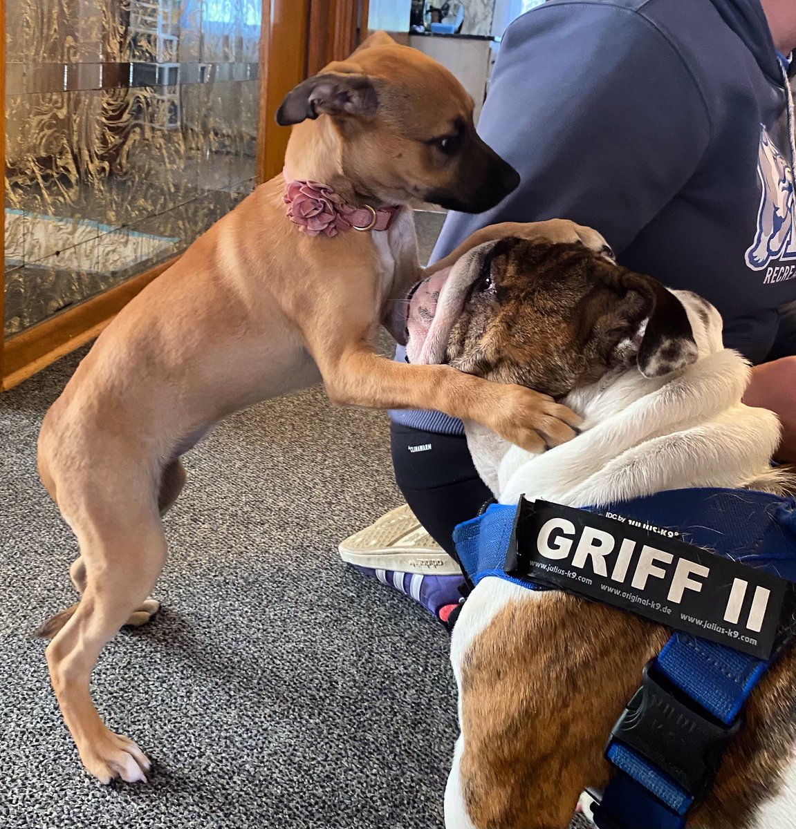 DrakeUGriff's tweet photo. Are we hugging it out now, Charlie? That’s cool. I’m a big hugger, so... #GriffIIForRescue #GriffsKONGGiveaway #DSMHometownDog @DrakeUniversity https://t.co/wlZZG2H7IM