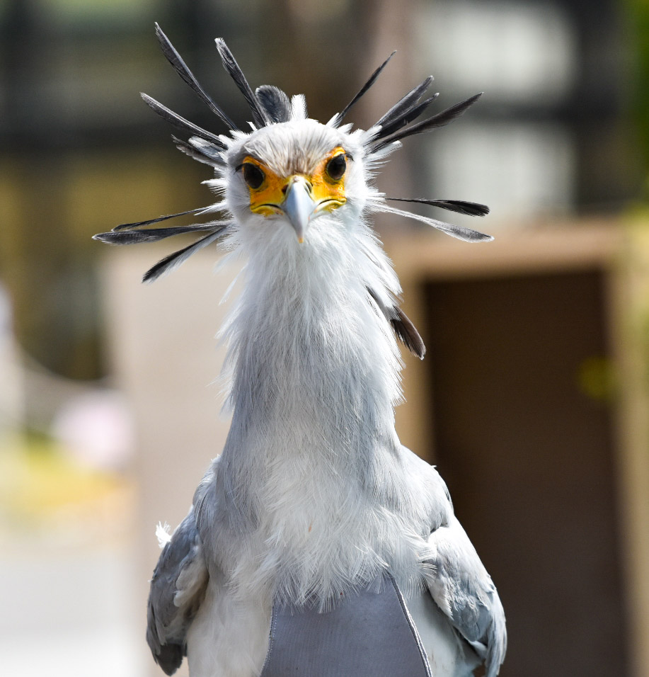 う し ゴニーの正面顔大好き倶楽部 東武動物公園 ゴニー ヘビクイワシ アニマルパフォーマンス T Co Ieg0ysrx1i Twitter う し ゴニーの正面顔大好き倶楽部 東武動物公園 ゴニー ヘビクイワシ アニマルパフォーマンス T Co Ieg0ysrx1i Twitter