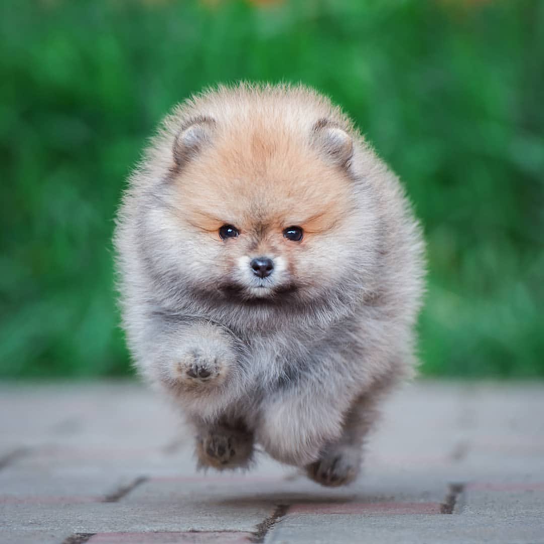 愚鈍 ポメラニアンをただのふわふわで小さくてかわいい だけの犬だと思ってはいないか そんな人は見てくれこの姿を ふわふわ小さな体で今まさに獲物へと駆け寄らんとする躍動感 ふわふわ小さな体に凛々しい顔 な かわいいだろう T Co