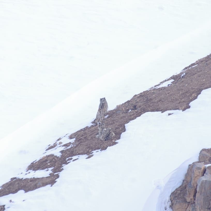 Snow leopard spotted in Kibber on 9 April 2021. #Spiti #Kibber #snowleopardexpedition #snowleopard