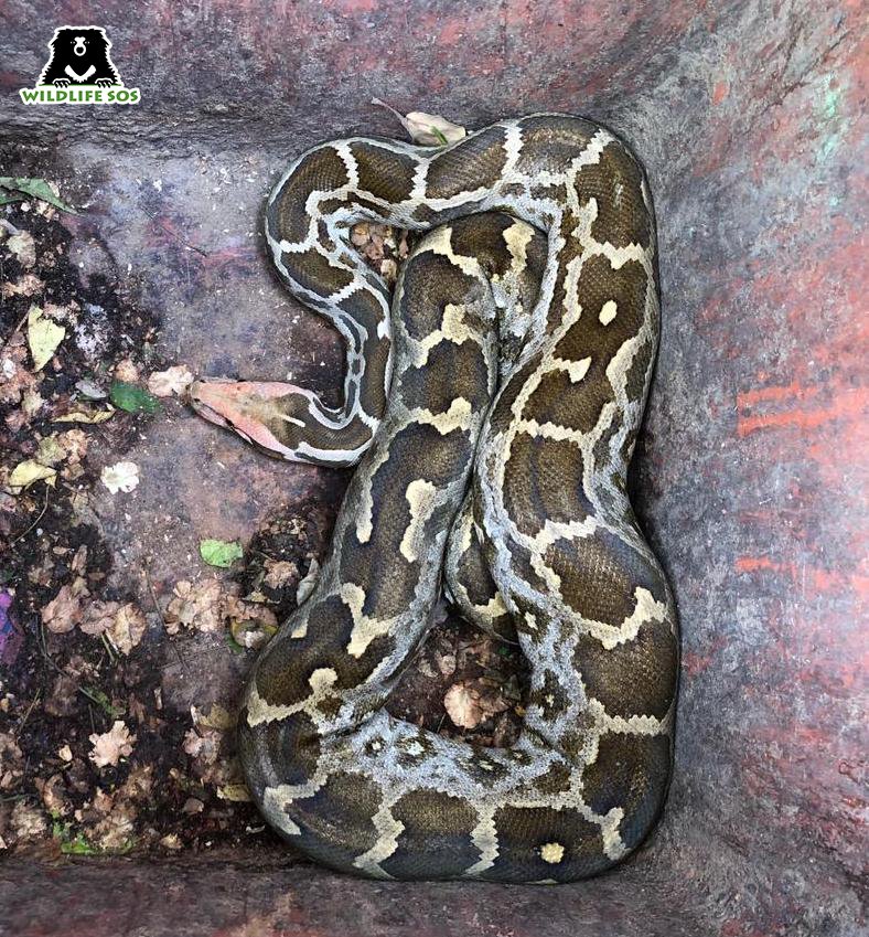 WildlifeSOS's tweet image. A five-foot-long #IndianRockPython was rescued by the #WildlifeSOS Rapid Response Unit after it was sighted at the #TajMahal ticket counter! The snake was kept under observation for a few hours and later released back in its natural habitat.