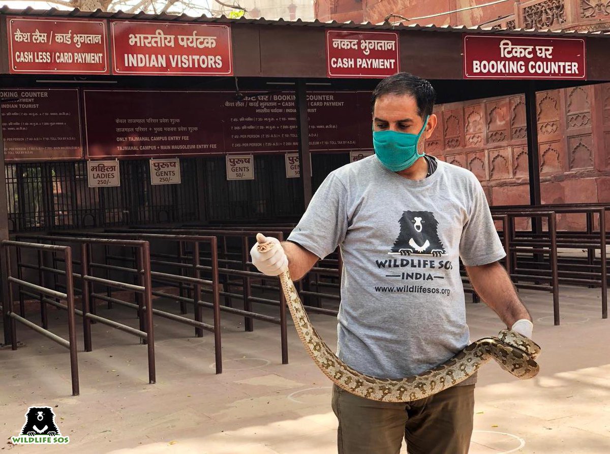 WildlifeSOS's tweet image. A five-foot-long #IndianRockPython was rescued by the #WildlifeSOS Rapid Response Unit after it was sighted at the #TajMahal ticket counter! The snake was kept under observation for a few hours and later released back in its natural habitat.