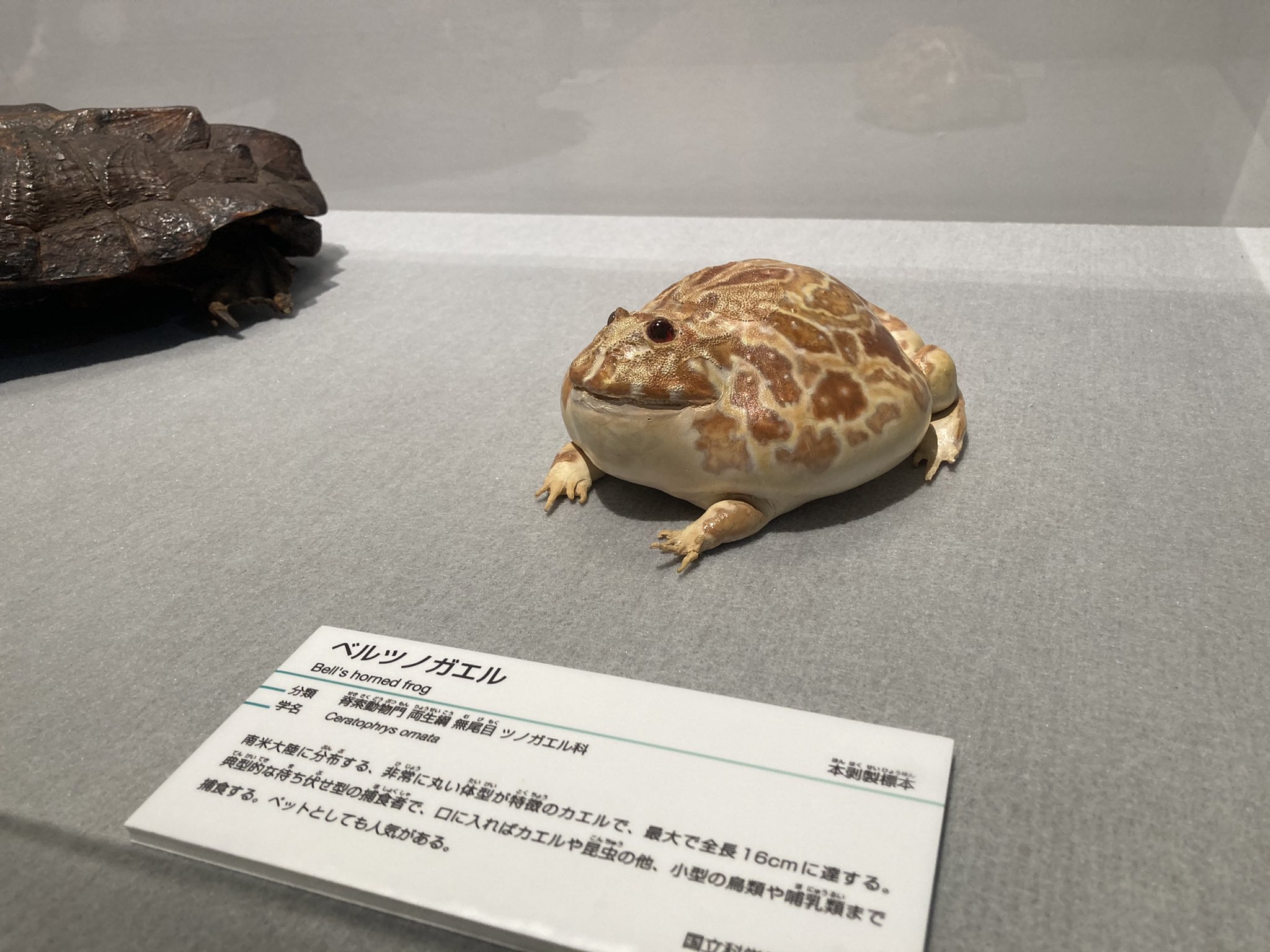だるふろ 大地のハンター展 のカエルの剥製がマスコットキャラクターみたいになっているのがなんとも お土産屋のカエル グッズ 多めなのでカエル好きは是非行こう ただ生きているベルツノガエルはこれとはかなり別物感あるので こんな感じのカエルが