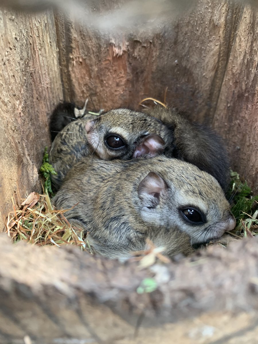 盛岡市動物公園 Zoomo ホンシュウモモンガの巣箱をのぞかせてもらいました 巣箱はたくさんあるのに １か所に集まるモモンガたち 現在は繁殖期に入ったため 非展示のお部屋でペアリングをしています どんな 動物も 妊娠 出産 子育ての時期はいつも以上