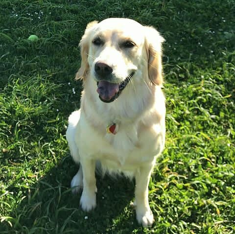 Labrador Retriever Dogs Lovers🇺🇸 tweet media