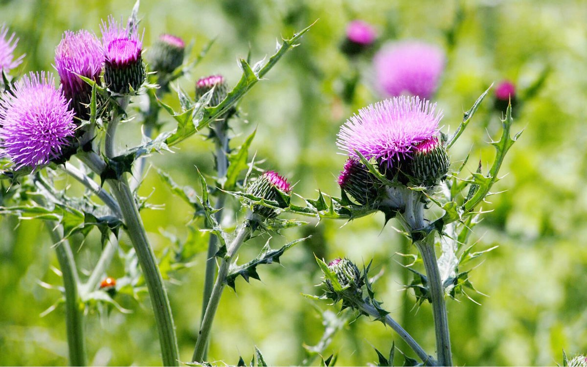 暦生活 こよみせいかつ V Twitter アザミという名前は 古語の あざむ に由来するそう 欺 あざむ く 驚きあきれる 興醒めする などの意味がある言葉で 美しい花だと思って手を出したら棘に刺され 欺かれた と思い 驚きあきれ 興醒めした