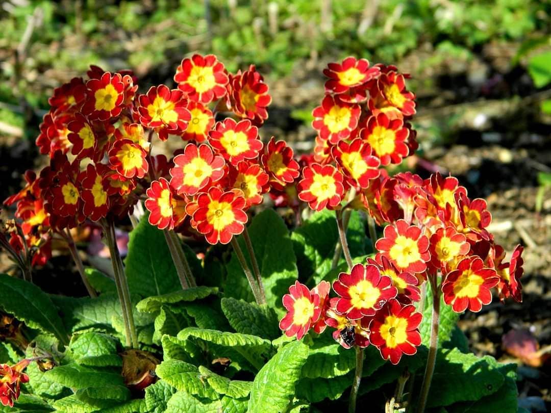 DouentzaGarden's tweet photo. A NOID hose-in-hose primrose from my garden. To learn more, check out my latest primrose unboxing video and see my enormous @Barnhaven haul

#primrose #barnhavenprimulas #gardening #unboxing #DouentzaGarden #wexfordgarden #primulas #primeveres https://t.co/V6tryMyghn