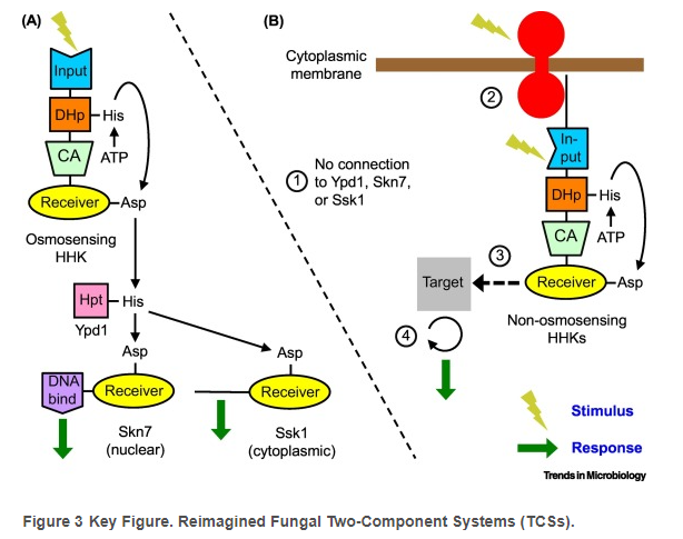 TrendsMicrobiol's tweet photo. In this provocative Opinion piece, Robert Bourret, William Goldman (@wgoldman1) and colleagues reimagine fungal two-component regulatory systems as not forming phosphorelays at all... (1/2)

https://t.co/Qo5dXwFiwQ https://t.co/3FVtnlFWQS