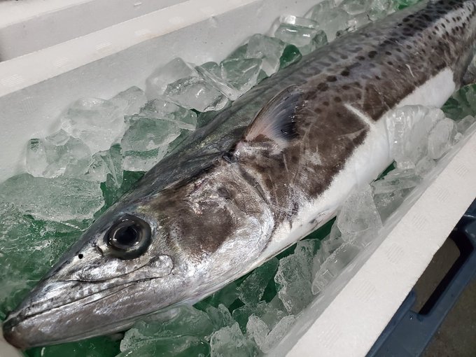 サワラのtwitterイラスト検索結果 古い順 サワラのtwitterイラスト検索結果 古い順