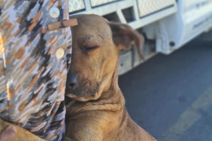 Story of Dog Seen Clinging to Owner has a Very Happy Ending - goodthingsguy.com/people/whisky-…