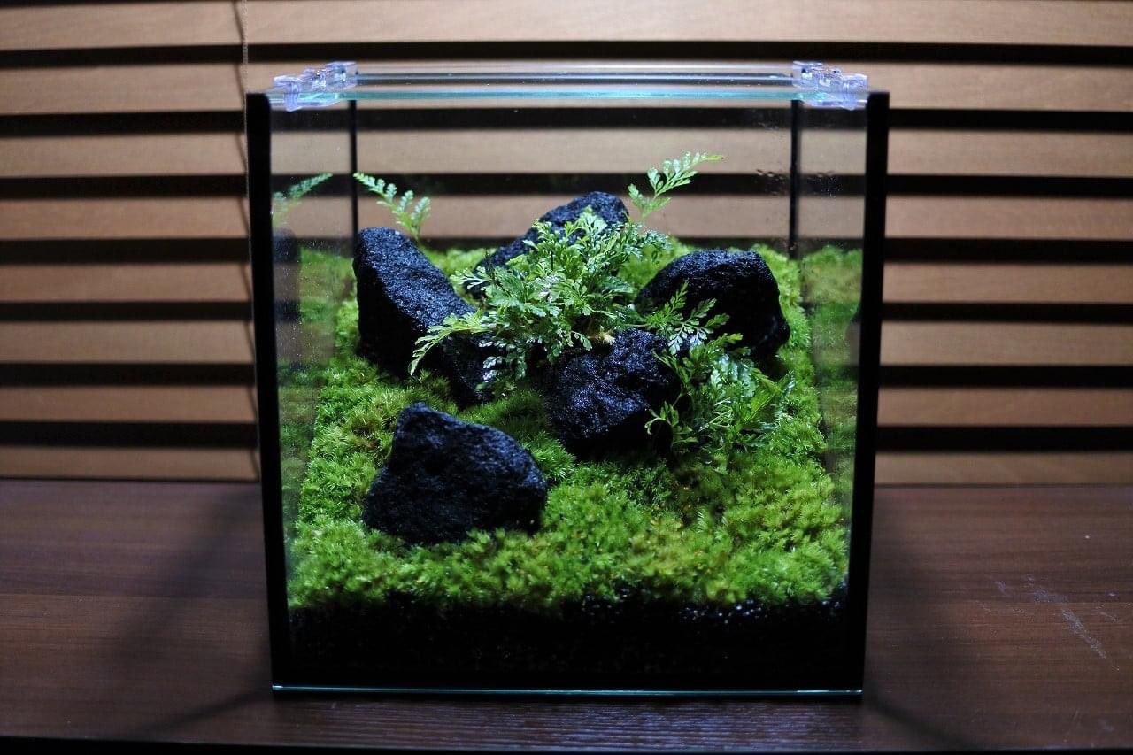コケのインテリア コケリウム 欠品していた コケリウムキット 黒溶岩石の森 フタ付 再入荷しました T Co Fbajpg2ekt コケ 苔 コケリウム 苔リウム 苔テラリウム テラリウム パルダリウム アクアテラリウム 苔盆栽 苔玉 コケ玉 シダ