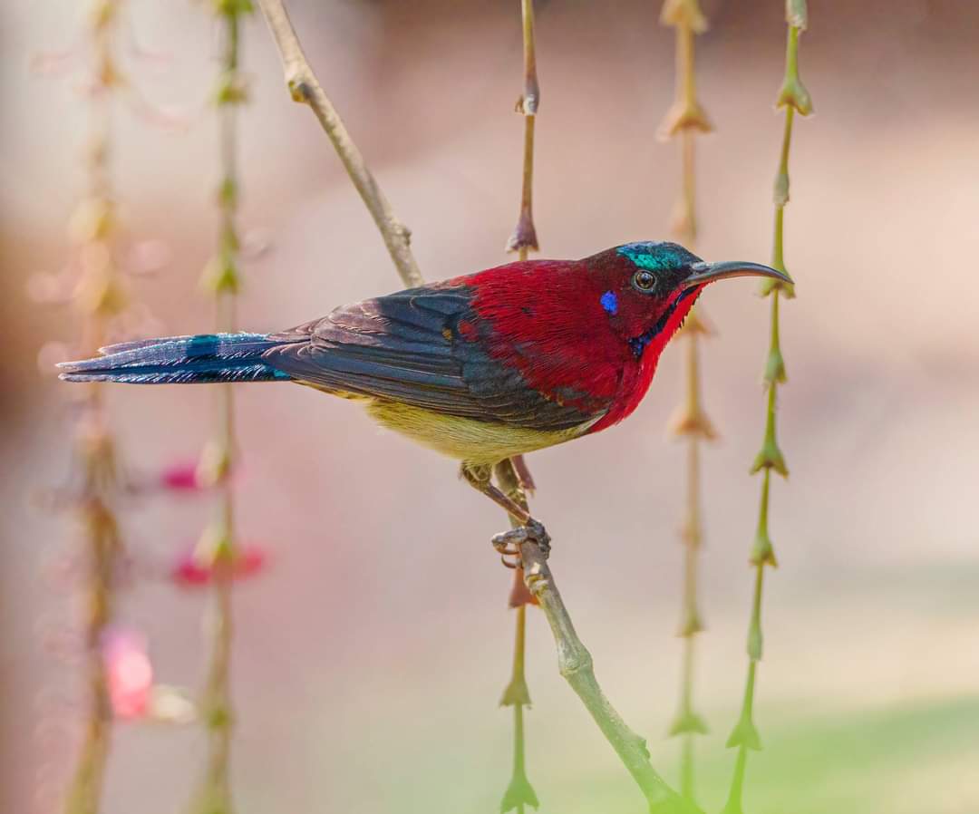 Vigors's #Sunbird, male 
Mulashi, Nr #Pune #Maharashtra #IndianBirds
10 Feb 21. Earlier considered conspecific with Crimson Sunbird, it is #endemic to #WesternGhats in peninsular India.

Pic - Sunil Thokal
m.facebook.com/groups/indianb…
#birds #birdwatching #birdphotography #IndiAves