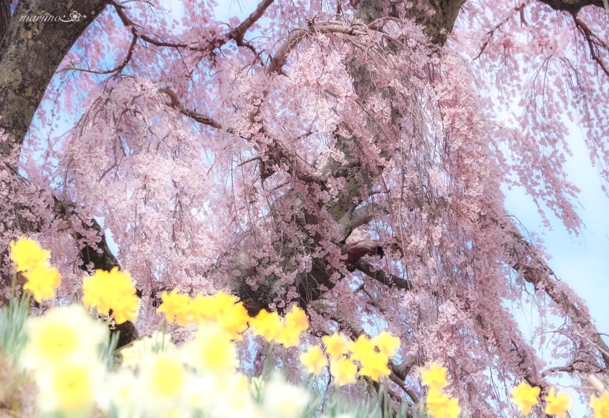 daiちゃん🌼🍀⁎⋆ ✧¨̮のんびり心地良く𓂃𓈒(ฅ´◡`⑅)ˢᵐⁱᒻᵉ🍀🌼 tweet media