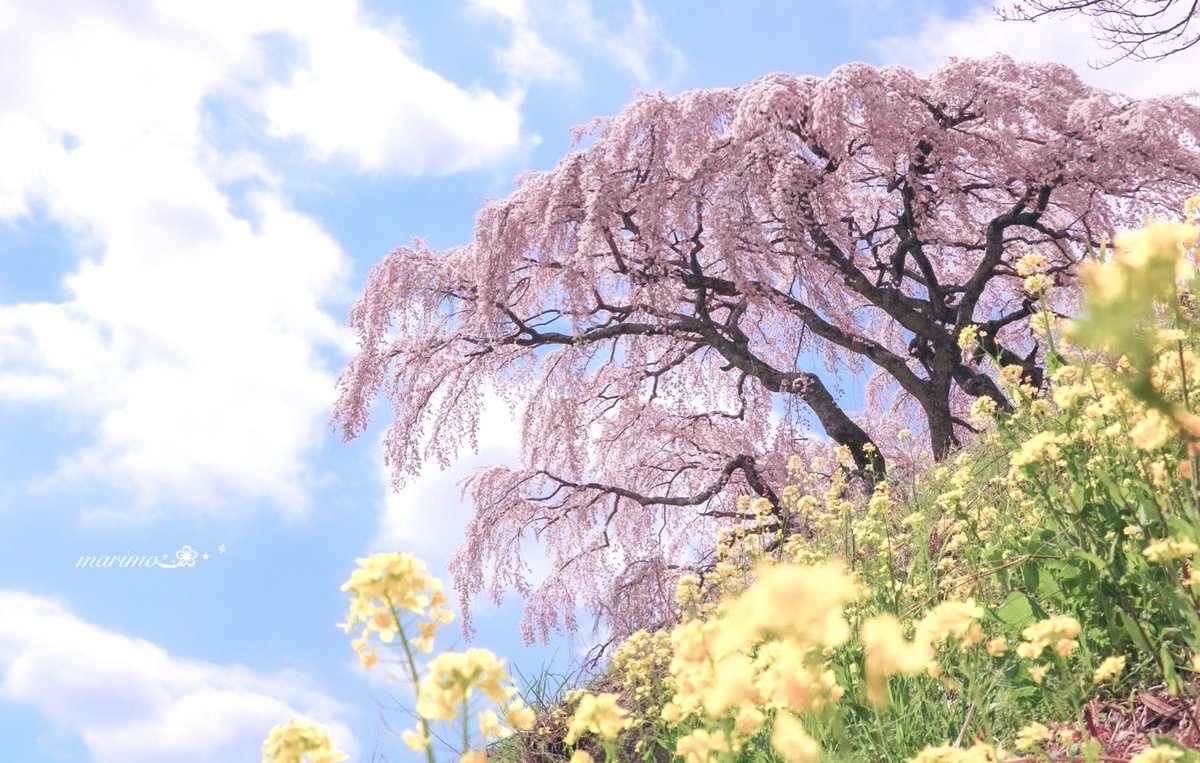 daiちゃん🌼🍀⁎⋆ ✧¨̮のんびり心地良く𓂃𓈒(ฅ´◡`⑅)ˢᵐⁱᒻᵉ🍀🌼 tweet media