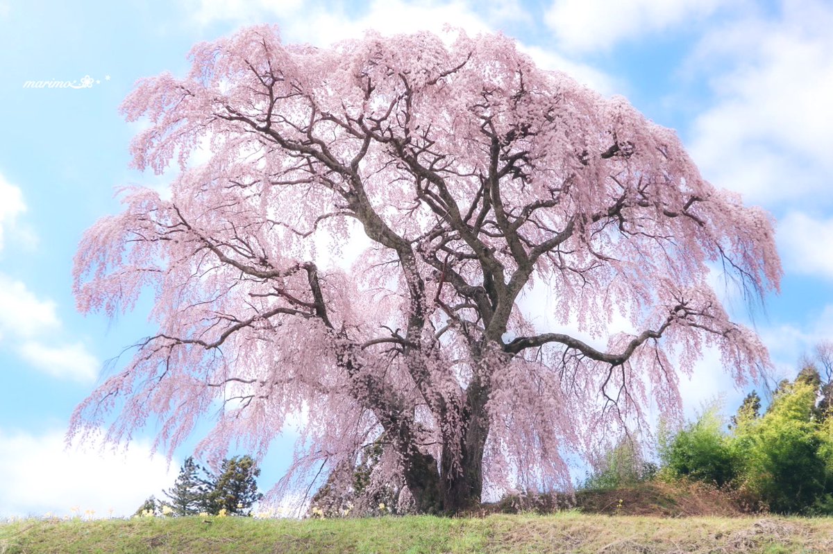 daiちゃん🌼🍀⁎⋆ ✧¨̮のんびり心地良く𓂃𓈒(ฅ´◡`⑅)ˢᵐⁱᒻᵉ🍀🌼 tweet media