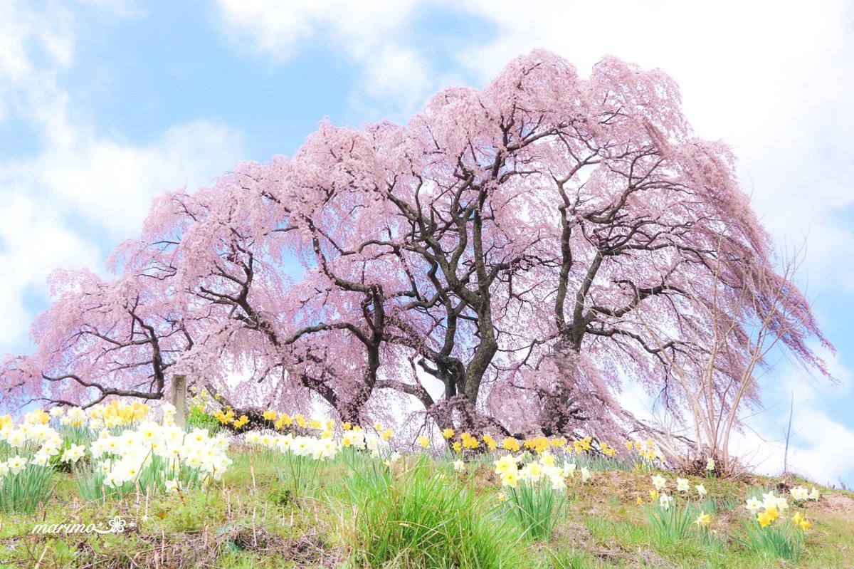 daiちゃん🌼🍀⁎⋆ ✧¨̮のんびり心地良く𓂃𓈒(ฅ´◡`⑅)ˢᵐⁱᒻᵉ🍀🌼 tweet media