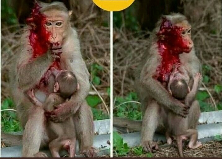 😭😭😭😭😭😭😭😭😭
दोस्तों अगर गाड़ी थोड़ा कम ही स्पीड में
चलाएगें तो कुछ नहीं बिगडे गा
हर किसी की "जान जान होती" है सबको "दर्द" होता है "खून हमारा हो या जानवरों" का "दर्द के बाद ही निकलता" है ऐसा ना करे #एक्सीडेंट
@ShamsTa43112167
