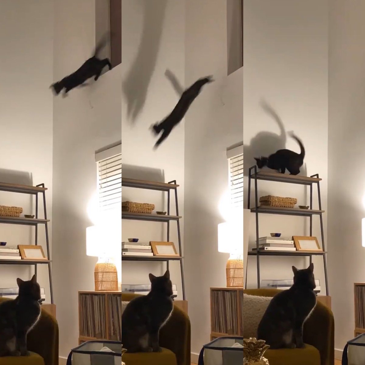 Shit my cat doesn’t need to be doing