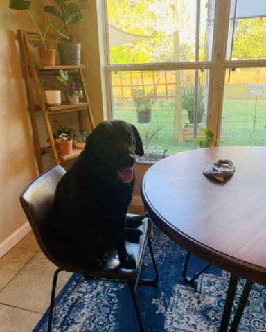 BuddyLifeMagzn's tweet photo. Turn around and you find her sitting at the kitchen table. Do you think this is a new begging strategy? But labradors definitely taking eating to the next level 😁😂😜
https://t.co/9l51LPr5aV
#dogdining #dogsinkitchens #dogs💕food #labradorfun #labradorslovefood #buddylife https://t.co/xxx9czsVJZ